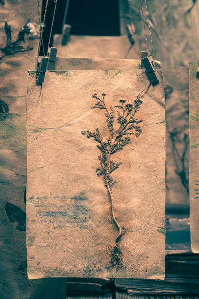 istock Herbalist workshop with dried plant cards as Hallowee background. 2179901221