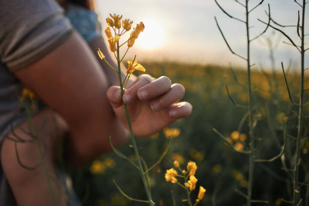 istock Little child's hand taking a flower 2179904613