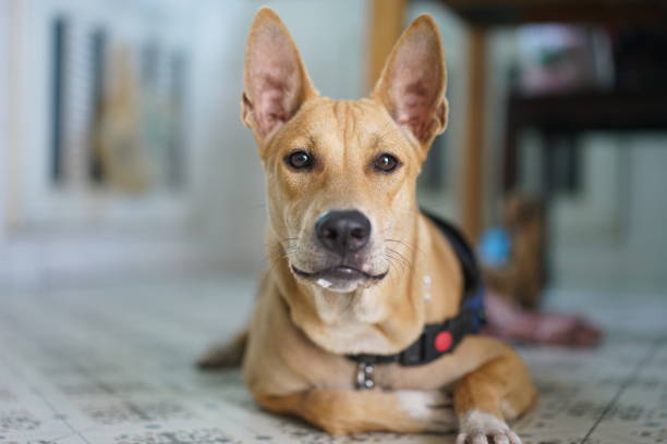 istock A dog sitting together in their home 2179905358