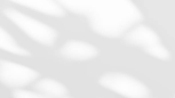 istock Shadow of leaves tree plant overlay on white wall. 2179910130
