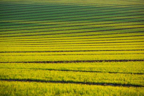 Green field under blue sky with white clouds. Green meadow. Cultivated agricultural field in the countryside.