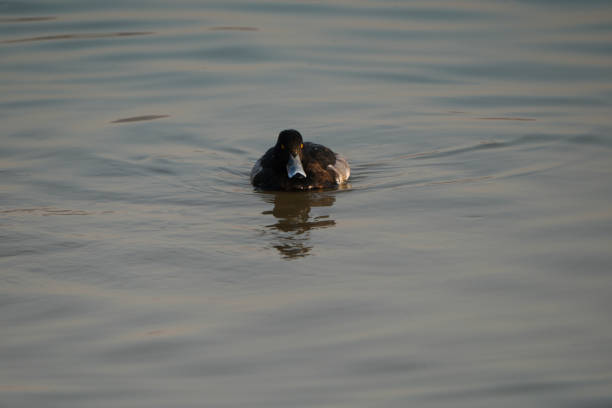 Tufted duck swimmimg on a lake