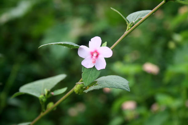 istock Pink colored Caesarweed (Urena lobata) flowers with green foliage. 2179915199