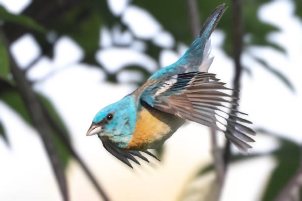 mountain bluebird in flight, Delta, BC, Canada