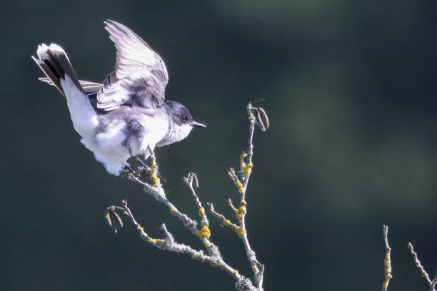 istock Eastern Kingbird starts to fly, British Columbia 2179916005