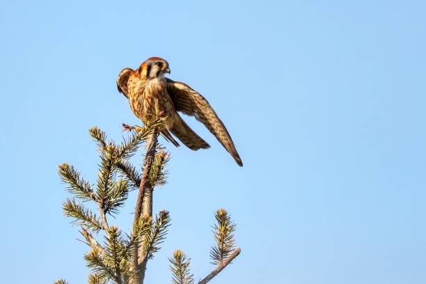 istock American Kestrel perched on a tree branch 2179916046