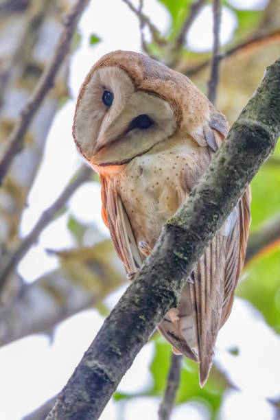 istock Juvenile Barn Owl, Richmond, BC, Canada 2179916241