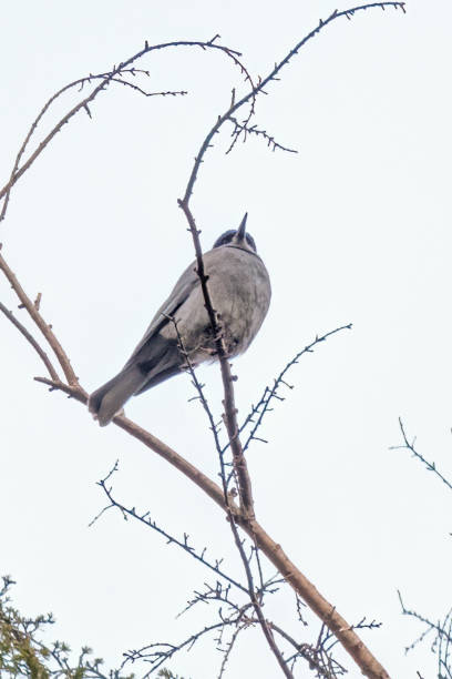 pinyon jay perched on a tree branch, West Vancouver, BC, Canada