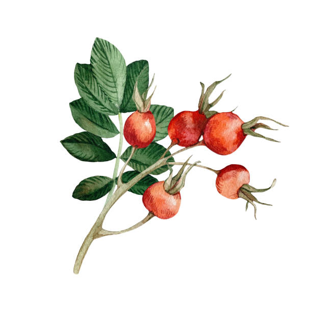 istock Rose hips illustration isolated on white background. Hand drawn watercolor red berries and leaves of brier. For tea, oil and cosmetics label, packaging design 2179917845