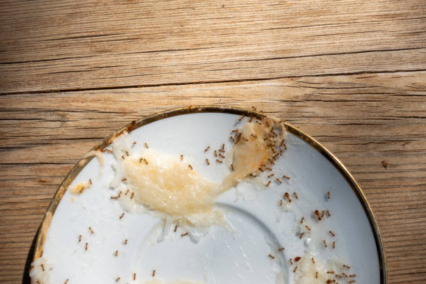istock Group of black Ants eating cheese on the dish 2179920492