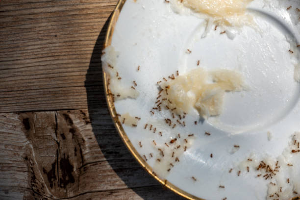 Group of black Ants eating cheese on the dish