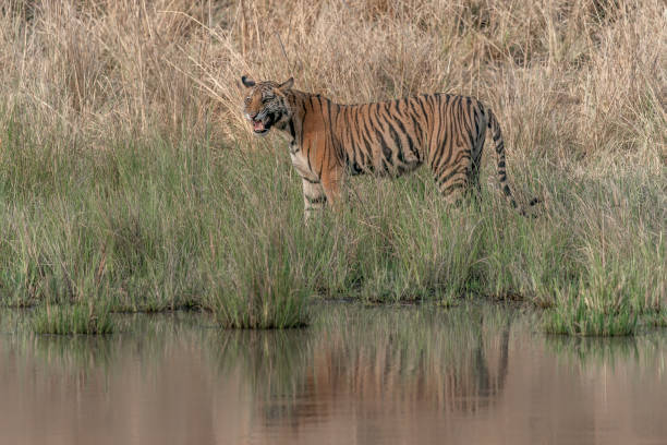 istock Tiger, Bengal Tiger (Panthera tigris Tigris), walking near a lake 2179922202