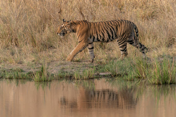 istock Tiger, Bengal Tiger (Panthera tigris Tigris), walking near a lake 2179922204