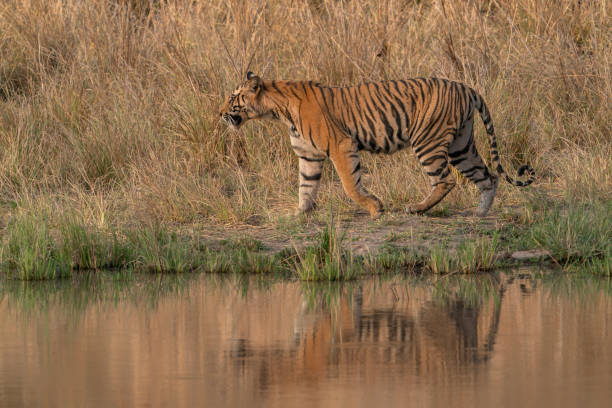 istock Tiger, Bengal Tiger (Panthera tigris Tigris), walking near a lake 2179922206