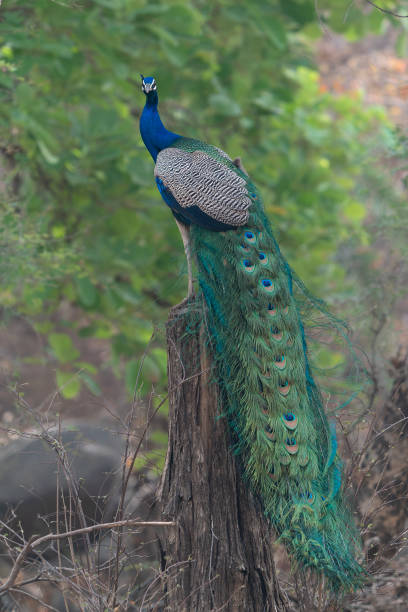 istock Indian peafowl or male peacock (Pavo cristatus) on a branch 2179922397