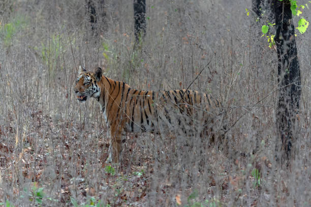 istock Tiger, Bengal Tiger (Panthera tigris Tigris), stalking through grass 2179922910