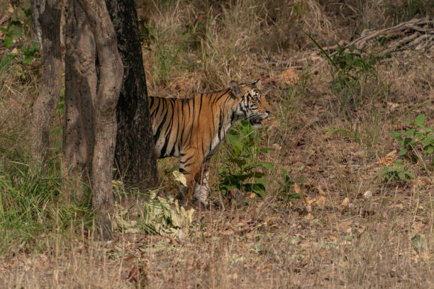 istock subadult cub Bengal Tiger   (Panthera tigris Tigris) walking 2179922928