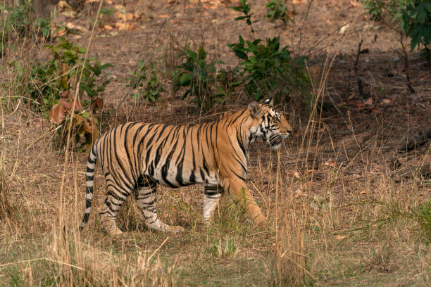 istock subadult cub Bengal Tiger   (Panthera tigris Tigris) walking 2179922929
