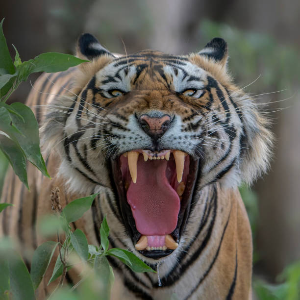 istock Angry face of Tiger, Bengal Tiger (Panthera tigris Tigris). 2179923079