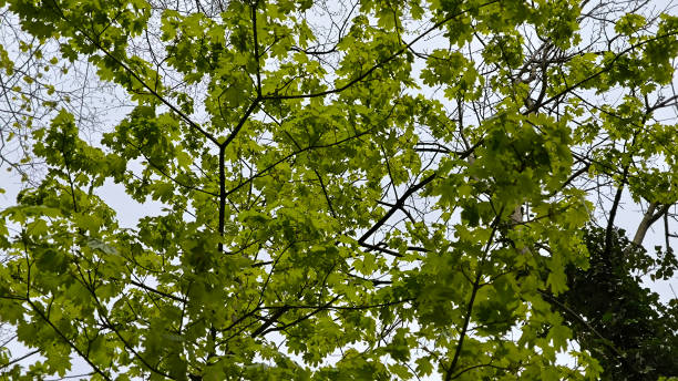 istock branches of trees with young green leaves in the spring 2179923092