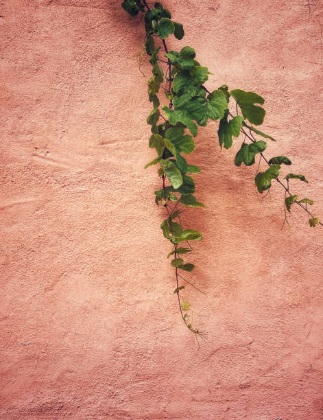 istock Creeper plant growing over a wall 2179923994