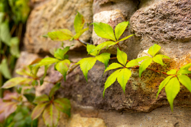 Green vines climb a rough stone wall, catching the afternoon sun stock photo