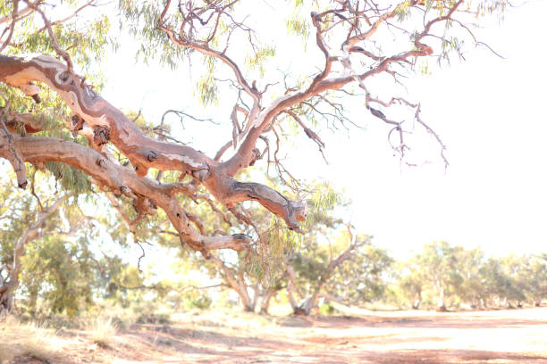 Gnarled river gum growing beside dry outback river in Australia