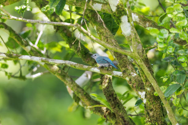 istock Blue-gray tanager on a brach in green vegetation. 2179925304