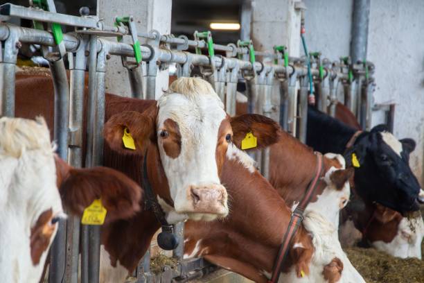 istock Dairy cows in a dairy farmers barn 2179925952