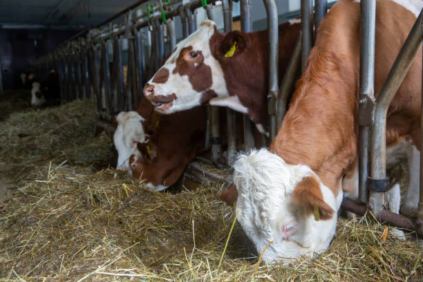 istock Dairy cows in a dairy farmers barn 2179925969