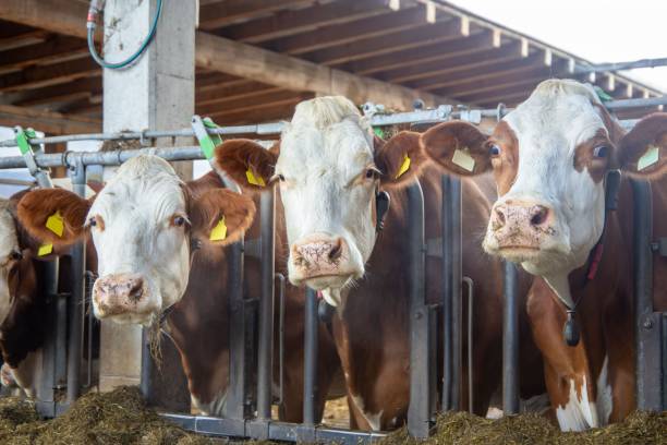istock Dairy cows in a dairy farmers barn 2179926020
