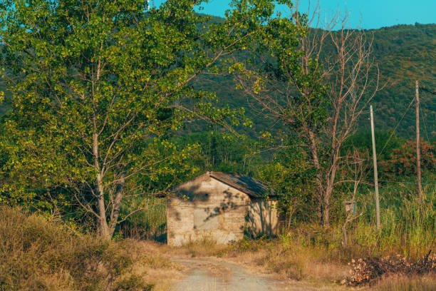 Abandoned house in the field next to pine tree