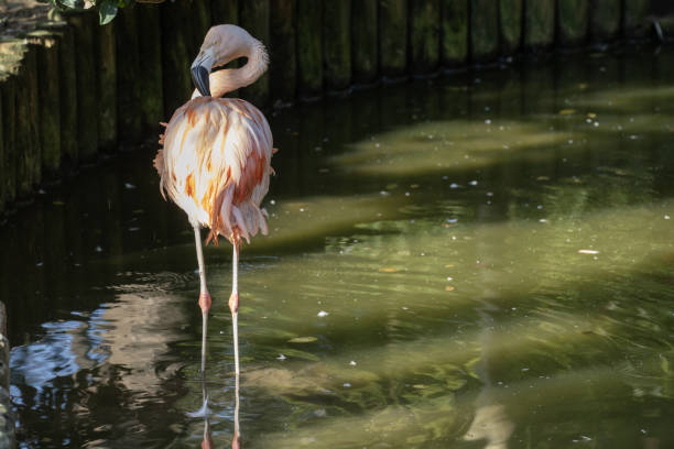istock Flamingoes in the pond 2179927263