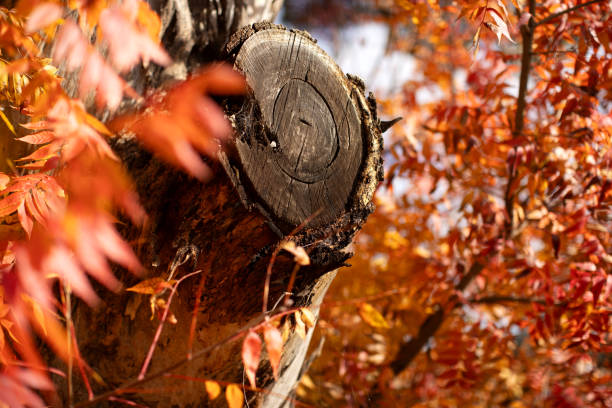 Autumn Leaves growing on a Pistacia chinensis tree in rural Australia