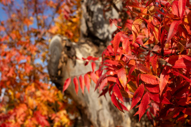 Autumn Leaves growing on a Pistacia chinensis tree in rural Australia