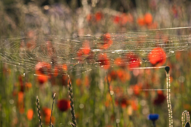 Red poppy growing in a field in the early morning with a spider web