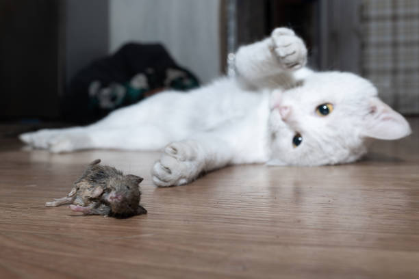 A funny cat licking her mouth as she sits by her toy mouse.