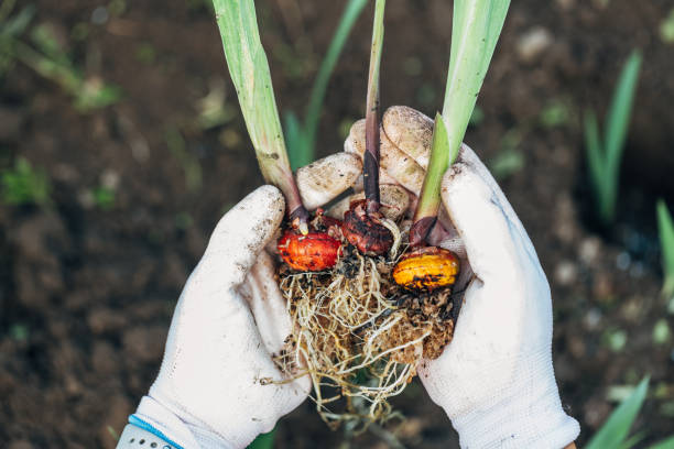 istock hands holding gladiolus flower bulb onion before planting 2179929610