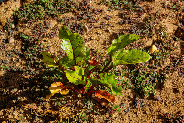Beetroot (beet) plant with green and red leaves
