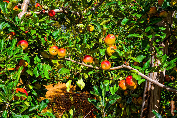 Sweet, aromatic Maribelle red and yellow apples