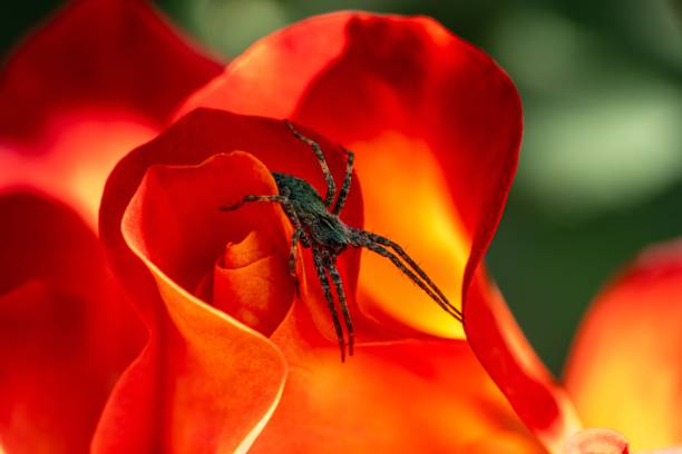 A close-up of a spider on vibrant orange rose petals, showcasing nature's beauty and detail.