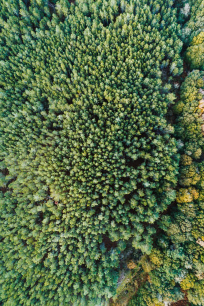 istock tree canopy of a pine forest seen from a drone, background ecology concept 2179933111