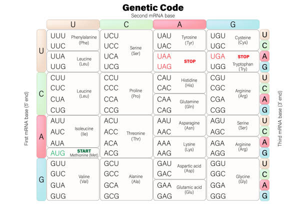 Genetic code table. RNA codon table vector. The three bases of an mRNA codon. Genetic code table. RNA codon table vector. The three bases of an mRNA codon. this uracil stock illustrations