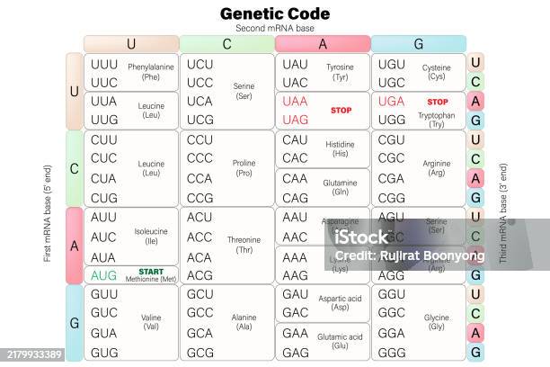 Genetic Code Table Rna Codon Table Vector The Three Bases Of An Mrna ...