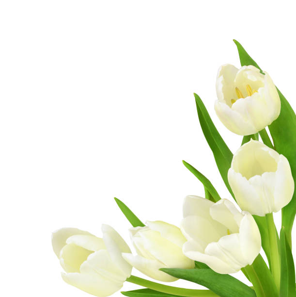 istock Corner arrangement with white tulip flowers isolated on white 2179933907