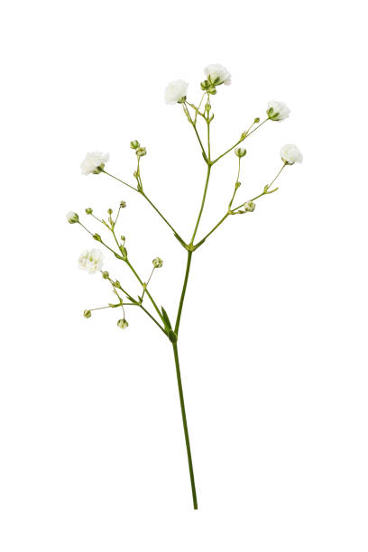 istock Small white gypsophila flowers isolated on white 2179933914