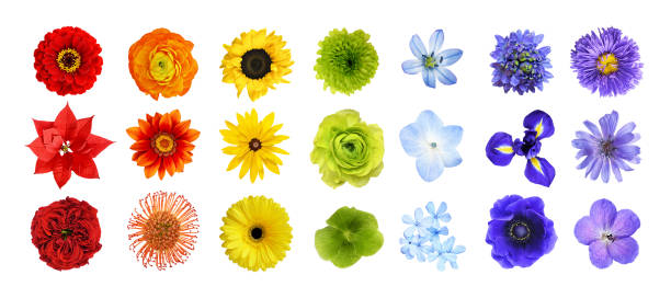 istock Set of different colorful flowers (rainbow) isolated on white background. 2179933918