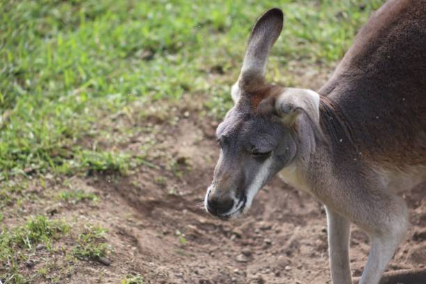 istock Close-up of a kangaroo on grass 2179942759