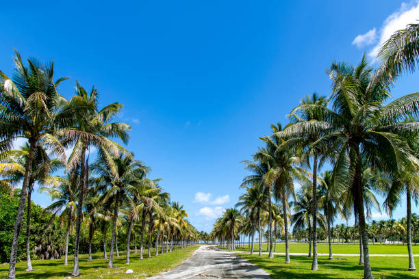 istock Line of palm trees 2179943675