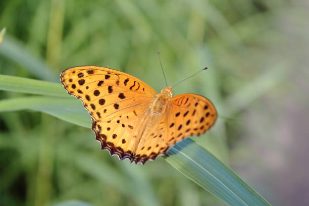 istock Graceful Dance of a Butterfly (Indian fritillary) 2179945004